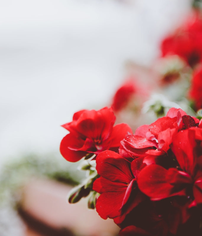Close-up of vibrant red geranium flowers with soft-focus background.