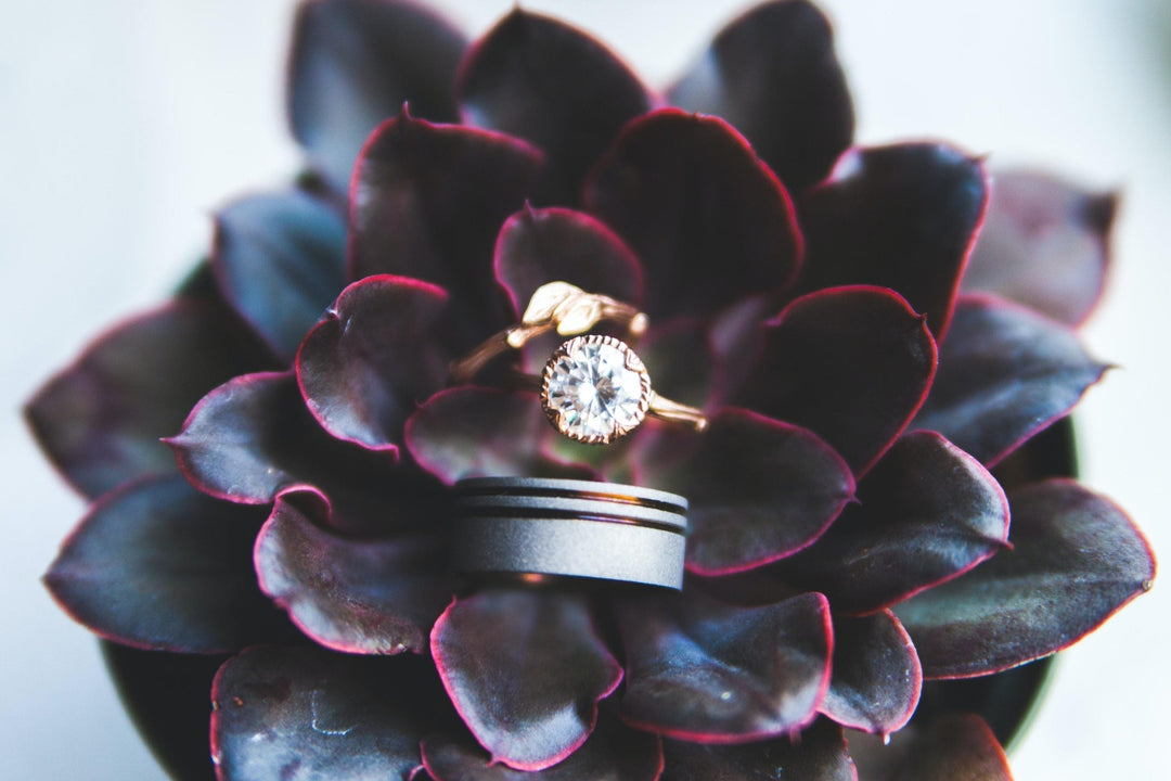 Wedding and engagement rings on a succulent.